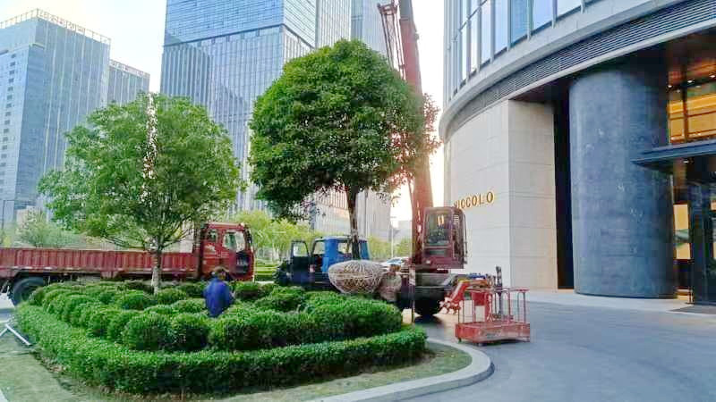 蘇州IFS--綠化栽植