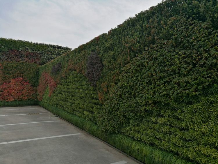 市政公共區(qū)域垂直綠化